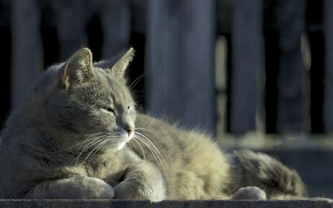 懒惰的猫在阳光下