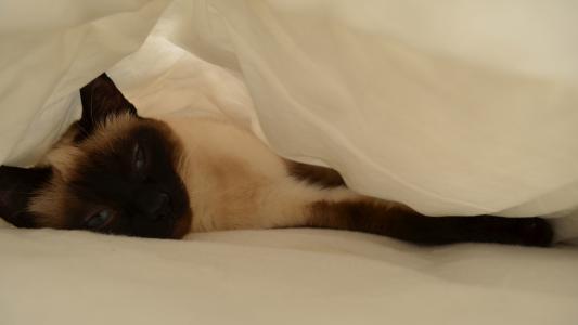 在床单下的困猫