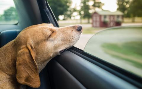 狗睡在车里