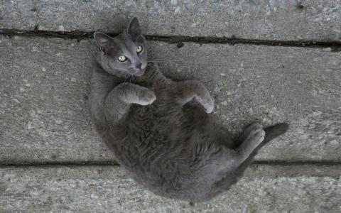 灰色毛茸茸的猫