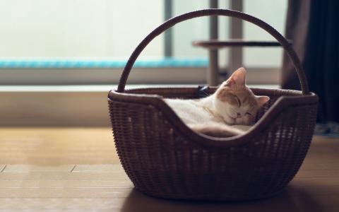 猫睡在篮子里