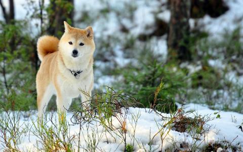 在雪中的秋田犬