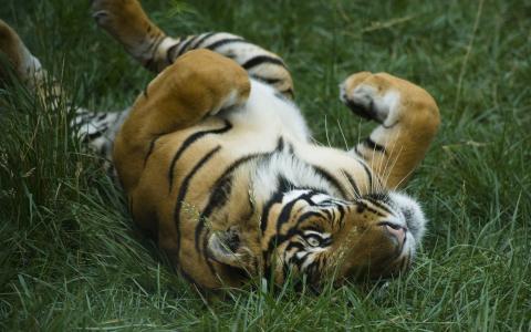 老虎在草地上玩