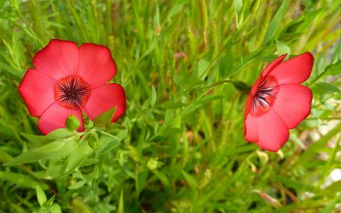 红色的花朵，在草地上