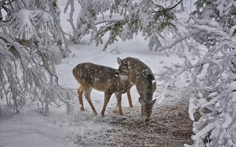 鹿在雪地里