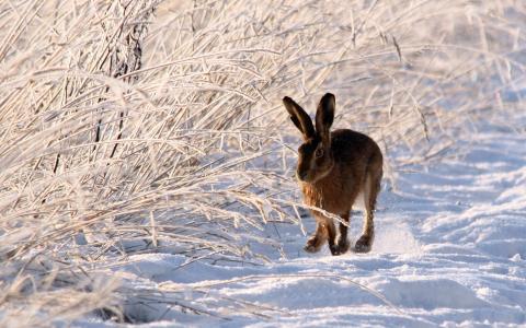 野兔在雪地里