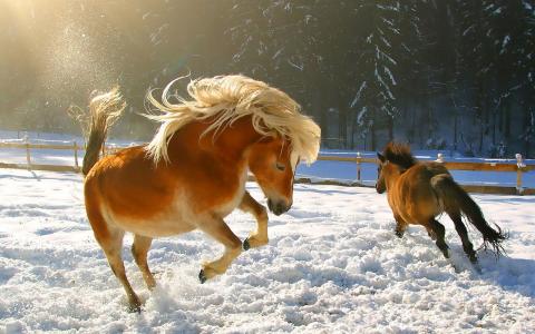 在雪中奔跑的马