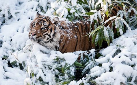老虎在雪地里