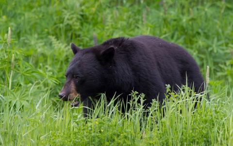 黑熊在草地上