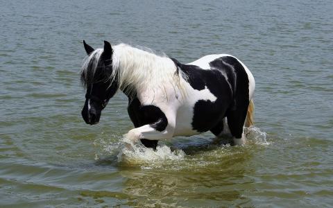 美丽的马在水中