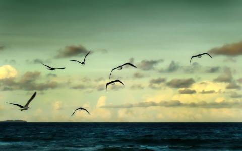 飞行在海面之上的海鸥