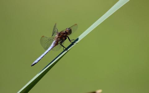 蜻蜓在草地上