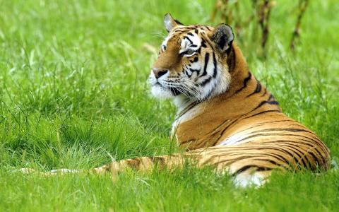 灿烂的老虎在绿草地上