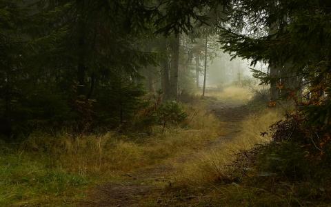 在迷雾森林中的路径