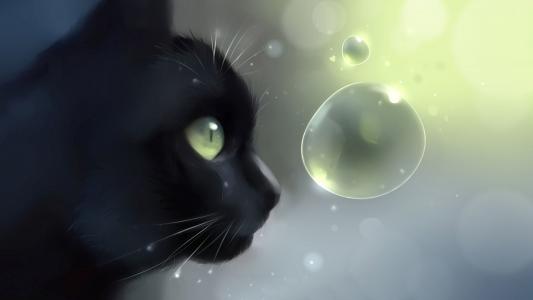 看着泡沫的黑猫