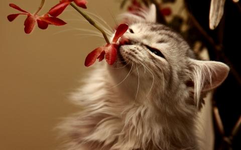 嗅到花的猫