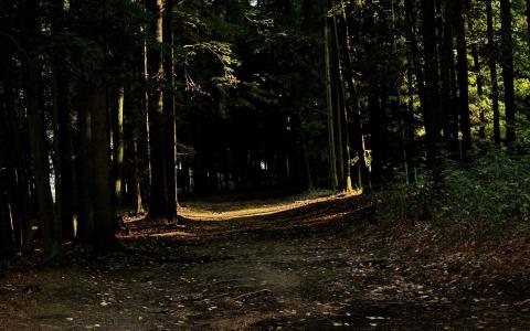 在黑暗的森林中的路径