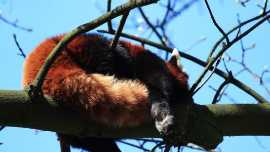 在树上的红熊猫